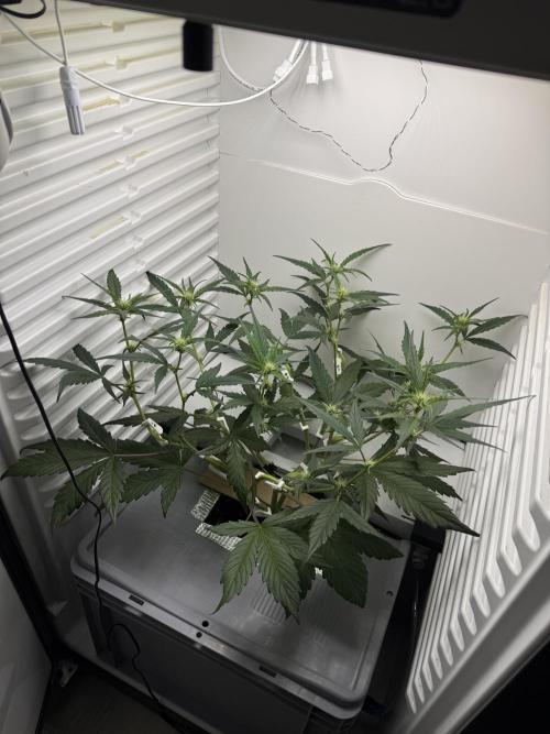 Fridgegrow 2.0 | Guava Auto RF3. Week 5