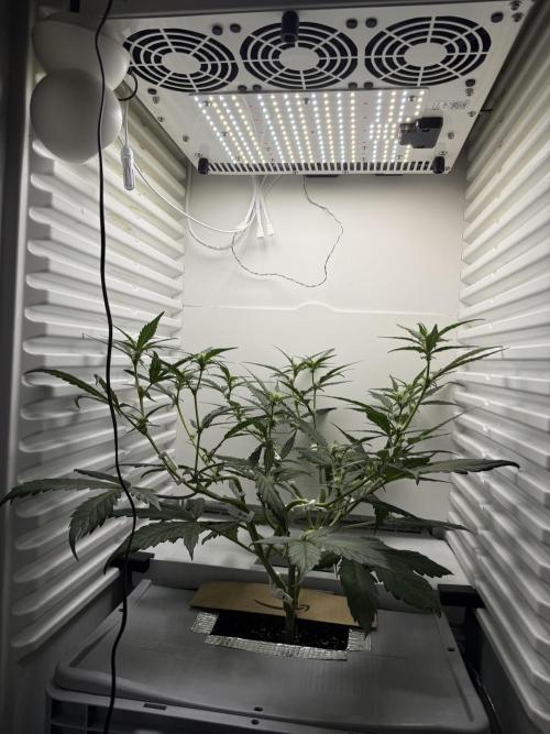 Fridgegrow 2.0 | Guava Auto RF3. Week 5