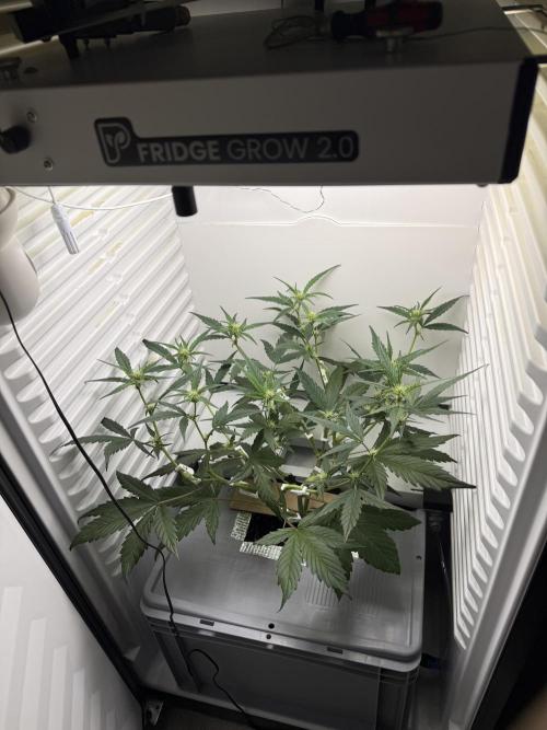 Fridgegrow 2.0 | Guava Auto RF3. Week 5
