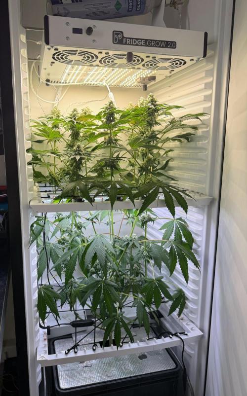 Fridgegrow 2.0 -Wizard Trees Lemon Fever. Week 10