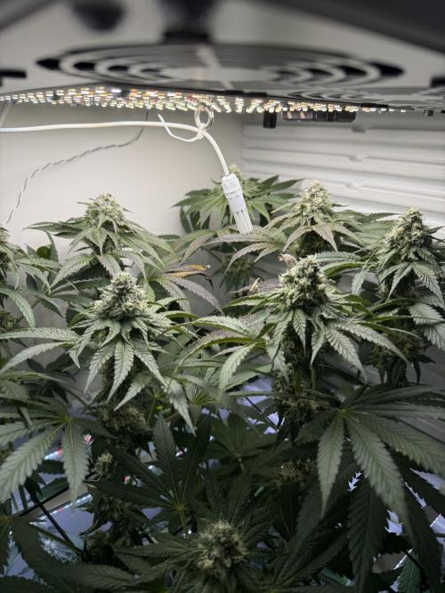 Fridgegrow 2.0 -Wizard Trees Lemon Fever. Week 10