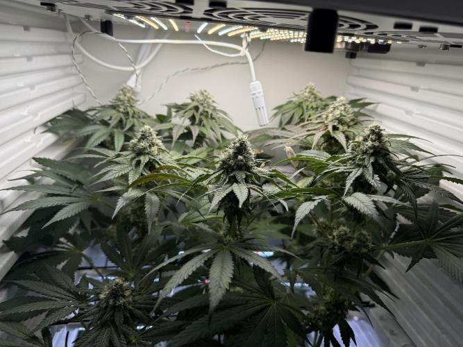 Fridgegrow 2.0 -Wizard Trees Lemon Fever. Week 10