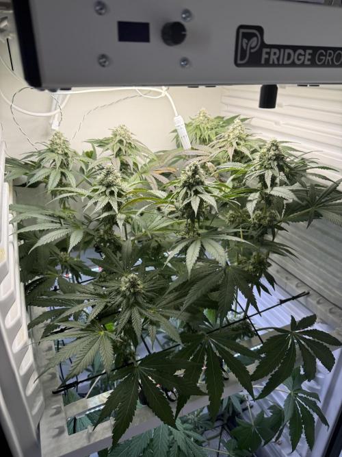Fridgegrow 2.0 -Wizard Trees Lemon Fever. Week 10