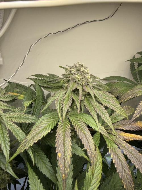 Fridgegrow 2.0 -Wizard Trees Lemon Fever. Week 10