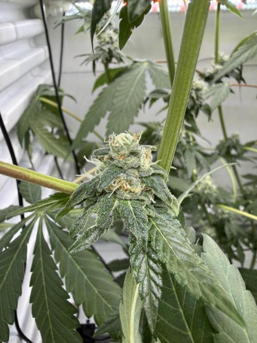 Fridgegrow 2.0 -Wizard Trees Lemon Fever. Week 10