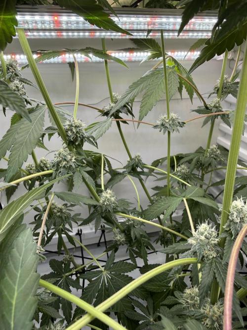 Fridgegrow 2.0 -Wizard Trees Lemon Fever. Week 10