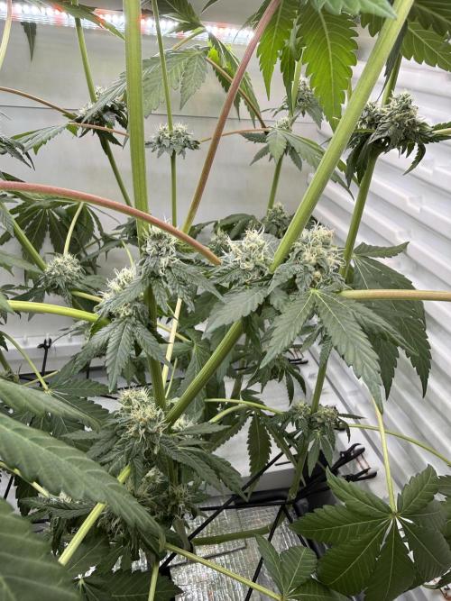 Fridgegrow 2.0 -Wizard Trees Lemon Fever. Week 10