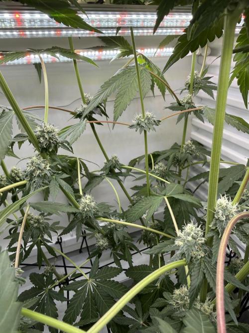 Fridgegrow 2.0 -Wizard Trees Lemon Fever. Week 10
