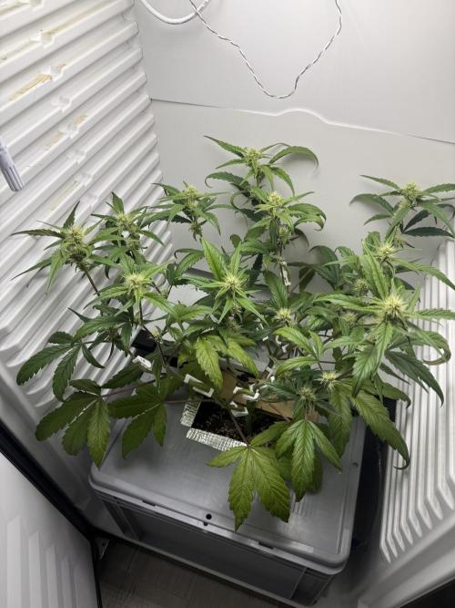Fridgegrow 2.0 | Guava Auto RF3. Week 6