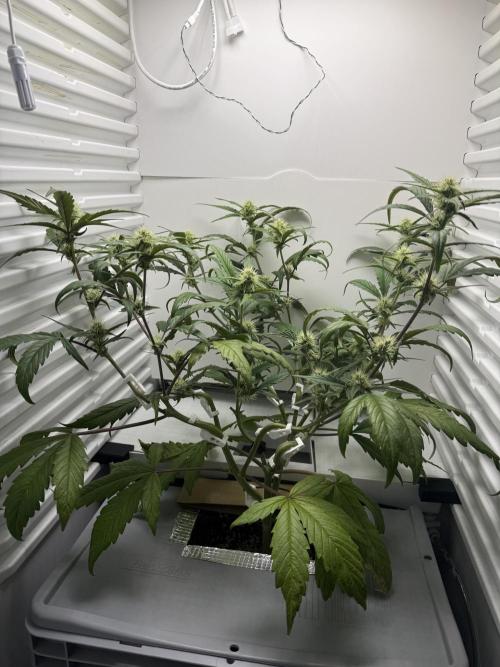 Fridgegrow 2.0 | Guava Auto RF3. Week 6