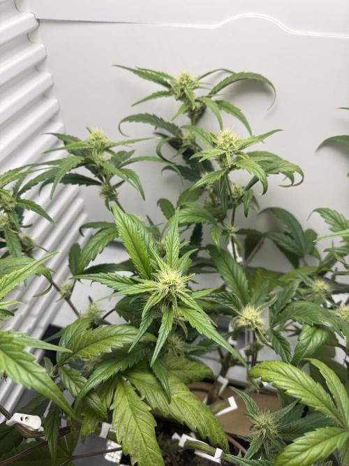 Fridgegrow 2.0 | Guava Auto RF3. Week 6