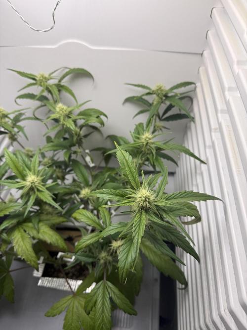 Fridgegrow 2.0 | Guava Auto RF3. Week 6