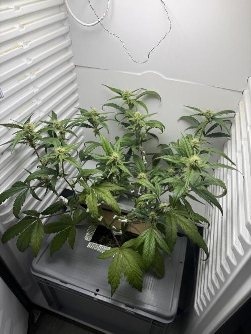 Fridgegrow 2.0 | Guava Auto RF3. Week 6
