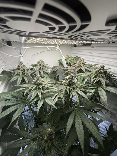 Fridgegrow 2.0 -Wizard Trees Lemon Fever. Week 11