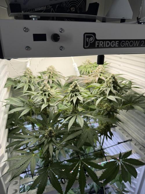 Fridgegrow 2.0 -Wizard Trees Lemon Fever. Week 11