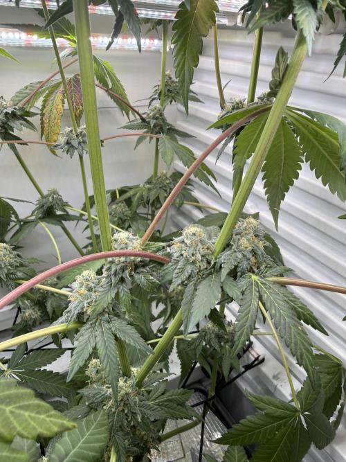 Fridgegrow 2.0 -Wizard Trees Lemon Fever. Week 11