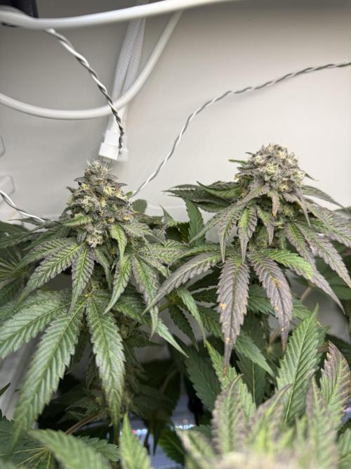 Fridgegrow 2.0 -Wizard Trees Lemon Fever. Week 11
