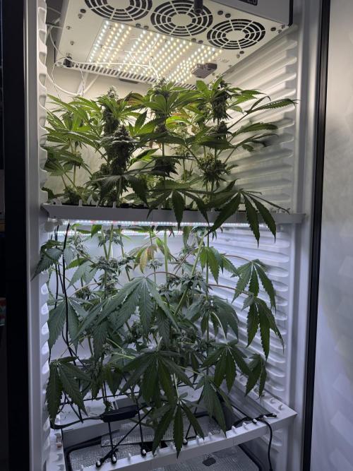 Fridgegrow 2.0 -Wizard Trees Lemon Fever. Week 11