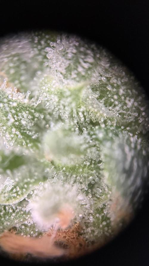 Fridgegrow 2.0 -Wizard Trees Lemon Fever. Week 11
