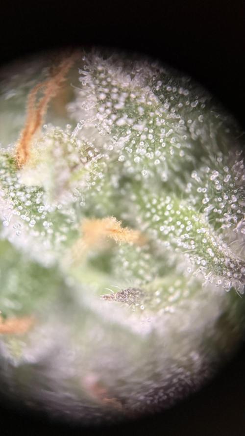 Fridgegrow 2.0 -Wizard Trees Lemon Fever. Week 11