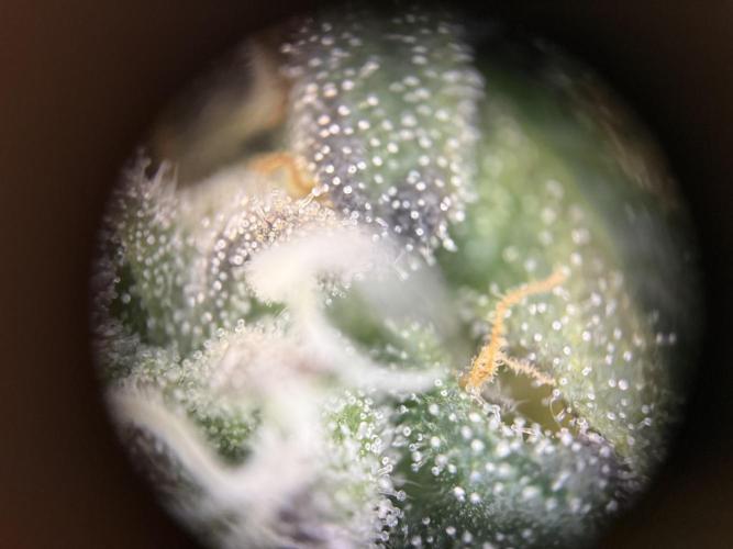 Fridgegrow 2.0 -Wizard Trees Lemon Fever. Week 11