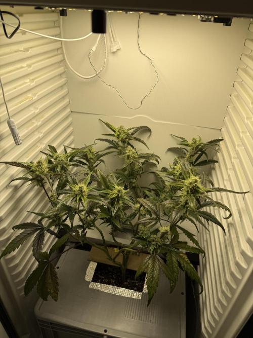Fridgegrow 2.0 | Guava Auto RF3. Week 7