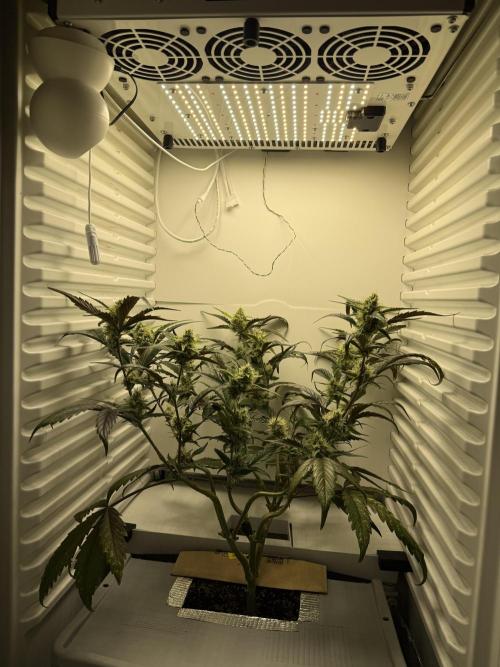 Fridgegrow 2.0 | Guava Auto RF3. Week 7