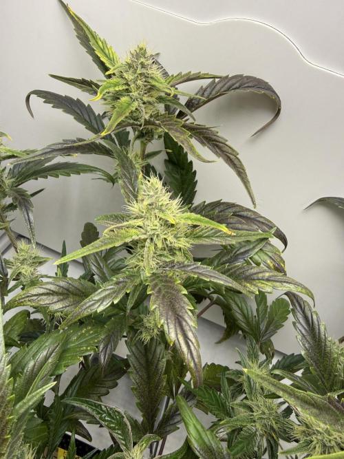 Fridgegrow 2.0 | Guava Auto RF3. Week 7