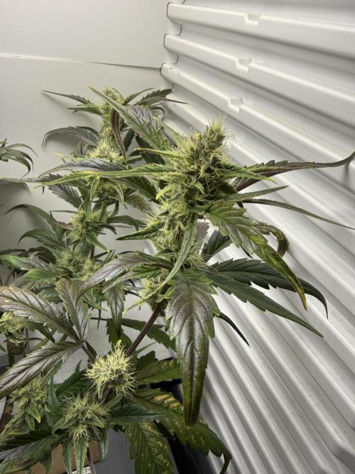 Fridgegrow 2.0 | Guava Auto RF3. Week 7