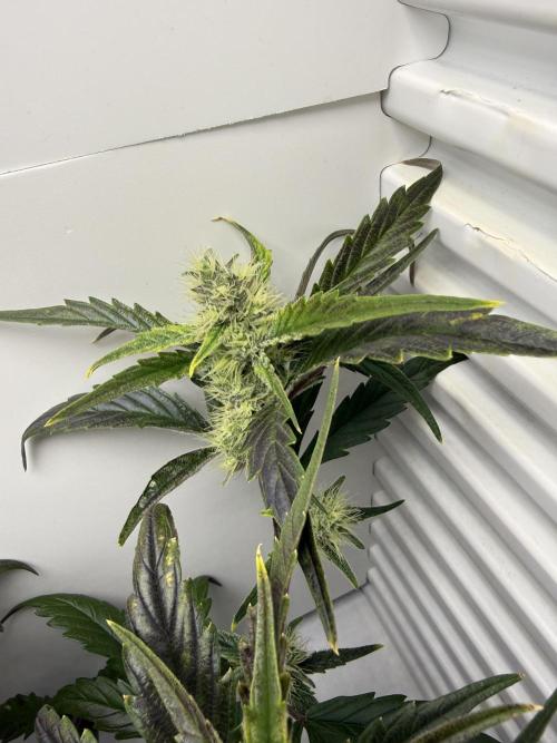Fridgegrow 2.0 | Guava Auto RF3. Week 7