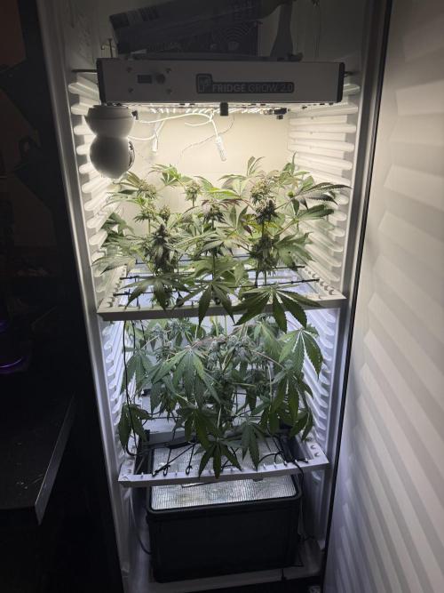 Fridgegrow 2.0 -Wizard Trees Lemon Fever. Week 12