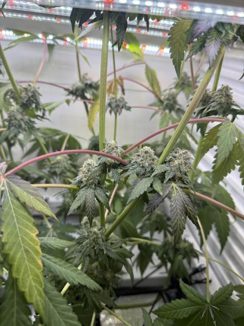 Fridgegrow 2.0 -Wizard Trees Lemon Fever. Week 12