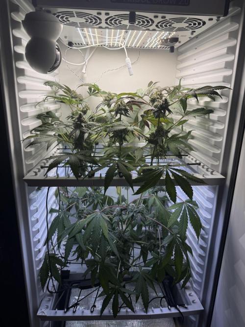 Fridgegrow 2.0 -Wizard Trees Lemon Fever. Week 12