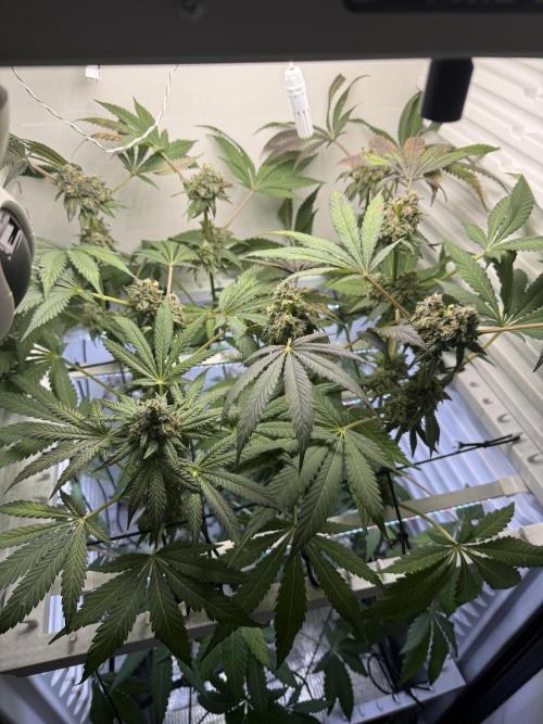 Fridgegrow 2.0 -Wizard Trees Lemon Fever. Week 12