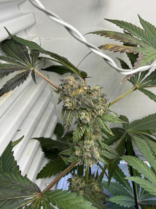 Fridgegrow 2.0 -Wizard Trees Lemon Fever. Week 12