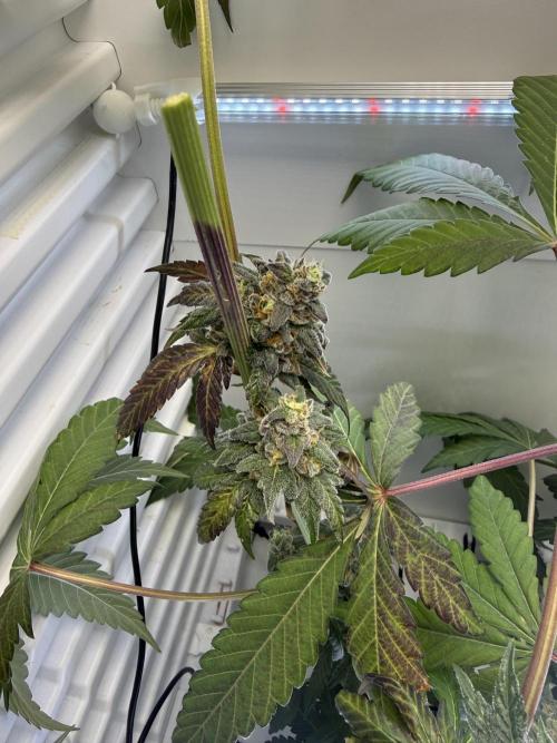 Fridgegrow 2.0 -Wizard Trees Lemon Fever. Week 12