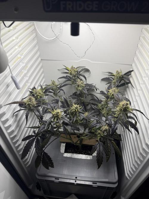 Fridgegrow 2.0 | Guava Auto RF3. Week 8
