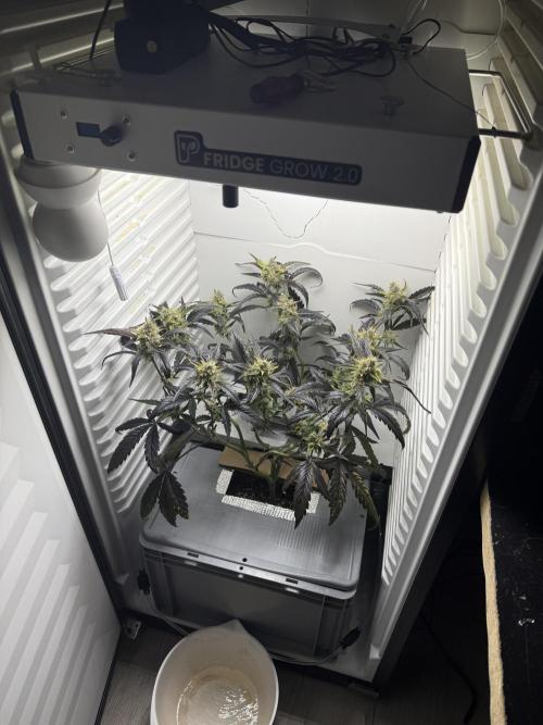 Fridgegrow 2.0 | Guava Auto RF3. Week 8