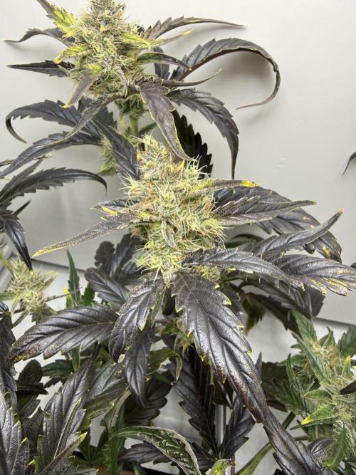 Fridgegrow 2.0 | Guava Auto RF3. Week 8