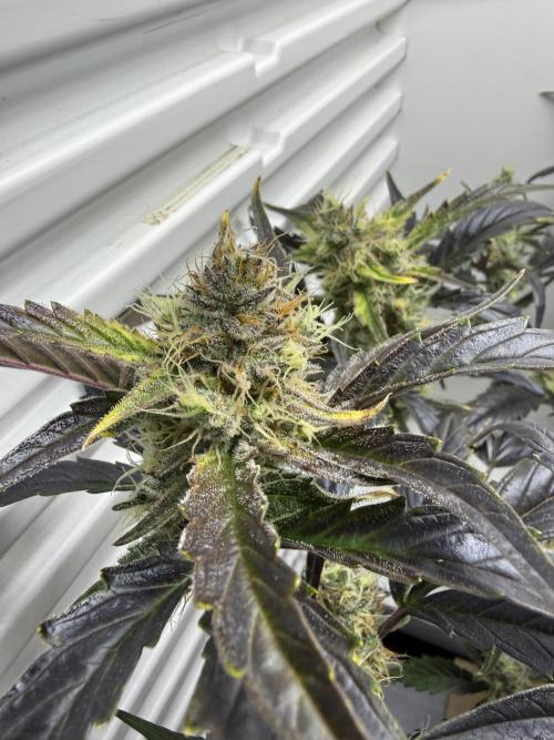 Fridgegrow 2.0 | Guava Auto RF3. Week 8