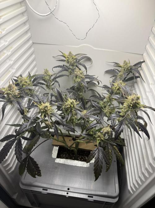 Fridgegrow 2.0 | Guava Auto RF3. Week 8