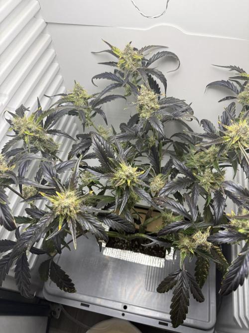 Fridgegrow 2.0 | Guava Auto RF3. Week 8