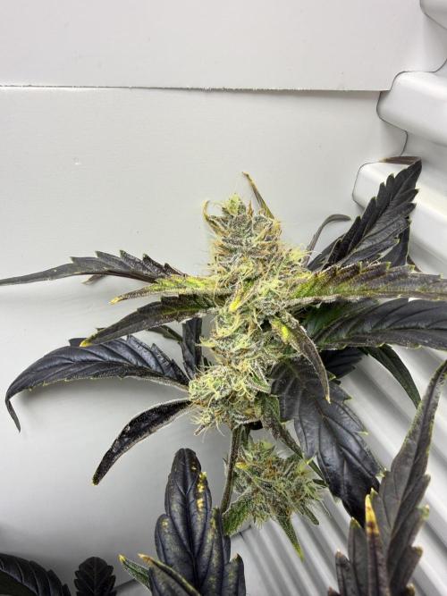 Fridgegrow 2.0 | Guava Auto RF3. Week 8