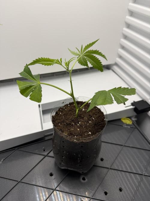 Fridgegrow 2.0 | Dantes Inferno Dave Cut. Week 1
