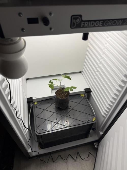 Fridgegrow 2.0 | Dantes Inferno Dave Cut. Week 1