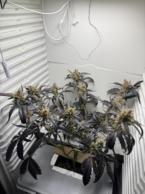 Fridgegrow 2.0 | Guava Auto RF3. Week 9