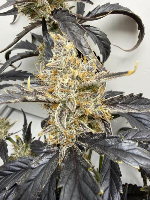 Fridgegrow 2.0 | Guava Auto RF3. Week 9