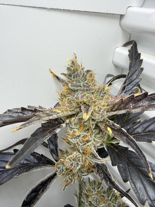 Fridgegrow 2.0 | Guava Auto RF3. Week 9