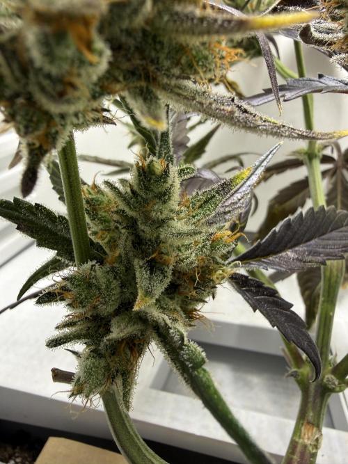 Fridgegrow 2.0 | Guava Auto RF3. Week 9