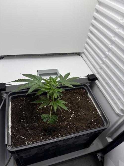 Fridgegrow 2.0 | Dantes Inferno Dave Cut. Week 2